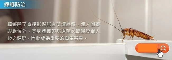 蟑螂治理 蟑螂治理
