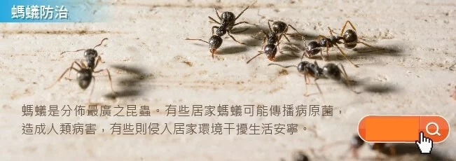 螞蟻治理 螞蟻治理