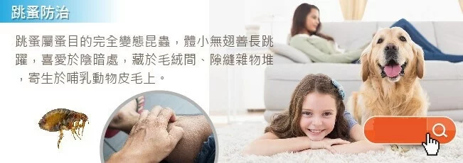 跳蚤治理 跳蚤治理